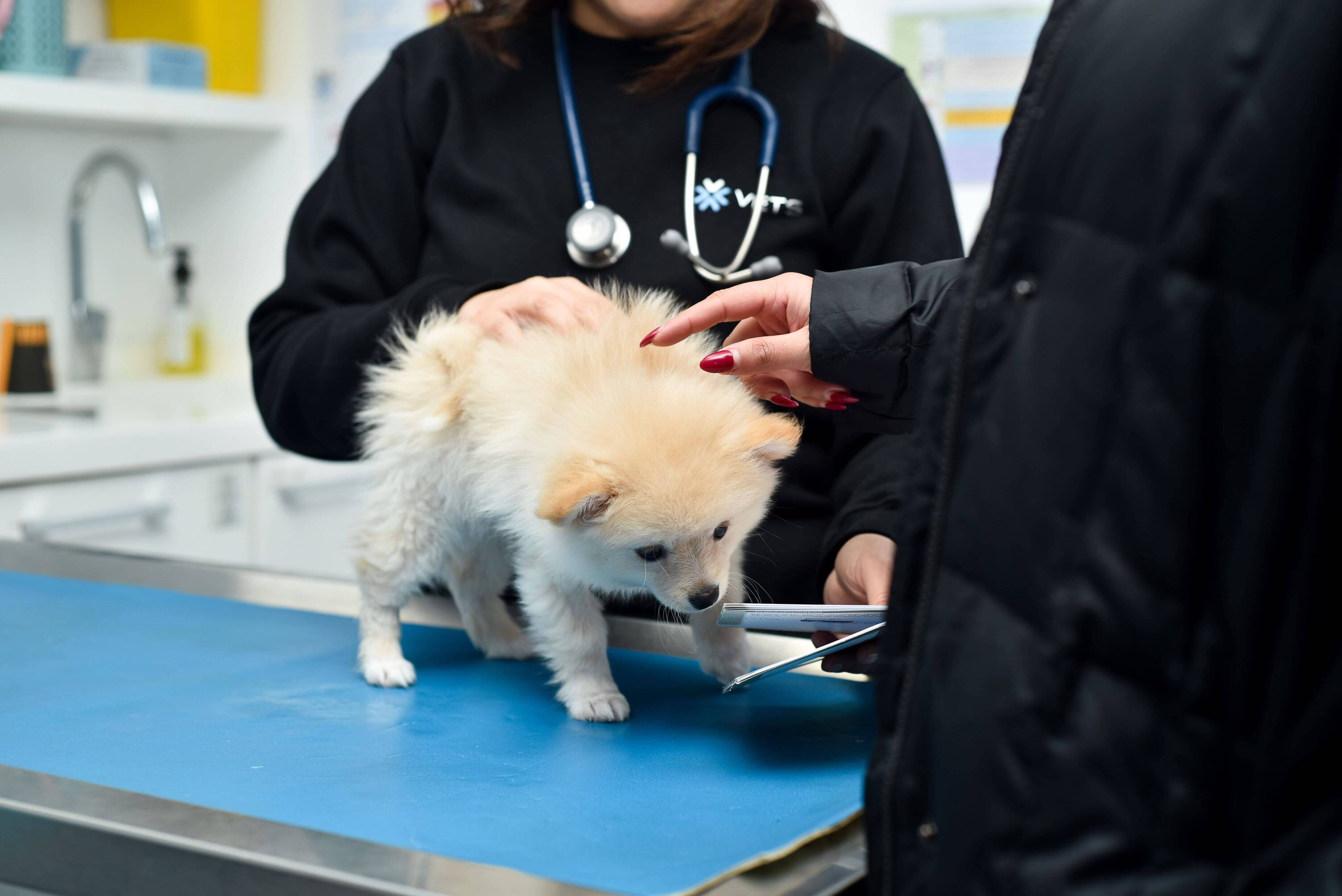 consultation-veterinaire-tunis