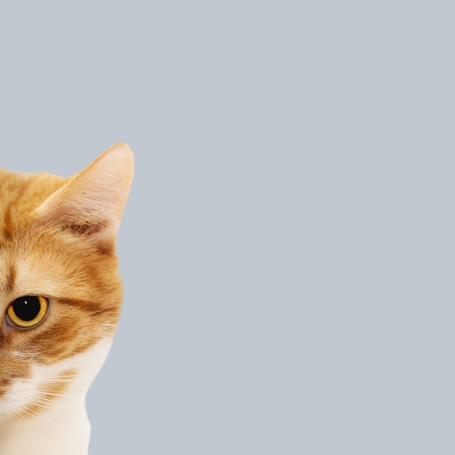soins-chat