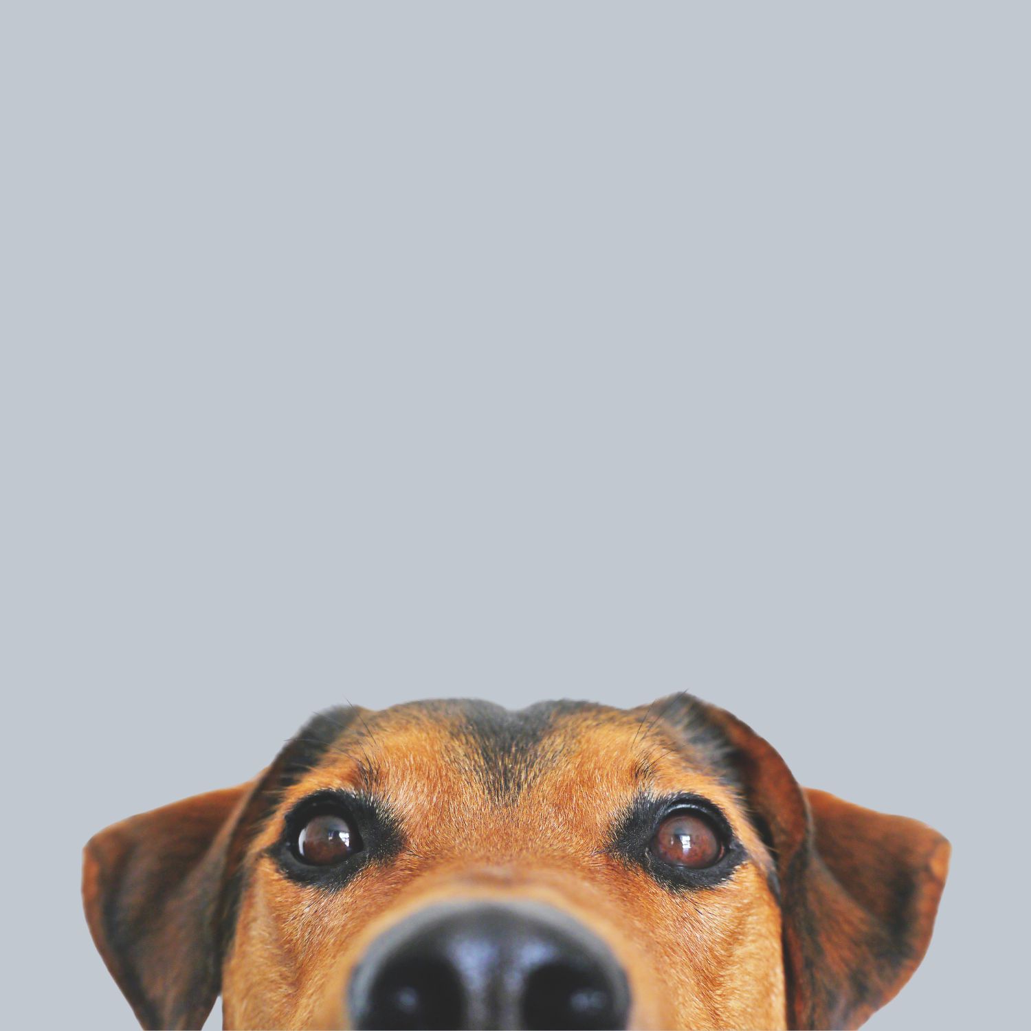 soins-chien